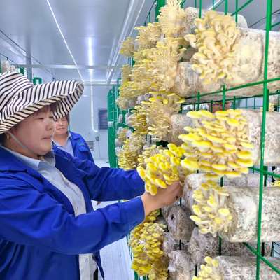 मशरूम उगाना स्मार्ट मशरूम कंटेनर अभिनव डिजाइन