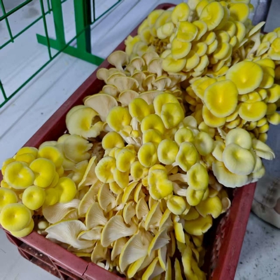 मशरूम कंटेनर के साथ व्यावसायिक मशरूम फार्मिंग आसान