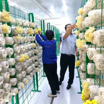 बड़ी मात्रा में कुशलता से संभालने के लिए बहुमुखी मशरूम की खेती