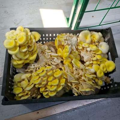 उच्च उत्पादन दक्षता मशरूम खेती कंटेनर